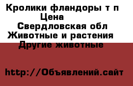 Кролики фландоры т.п › Цена ­ 500 - Свердловская обл. Животные и растения » Другие животные   